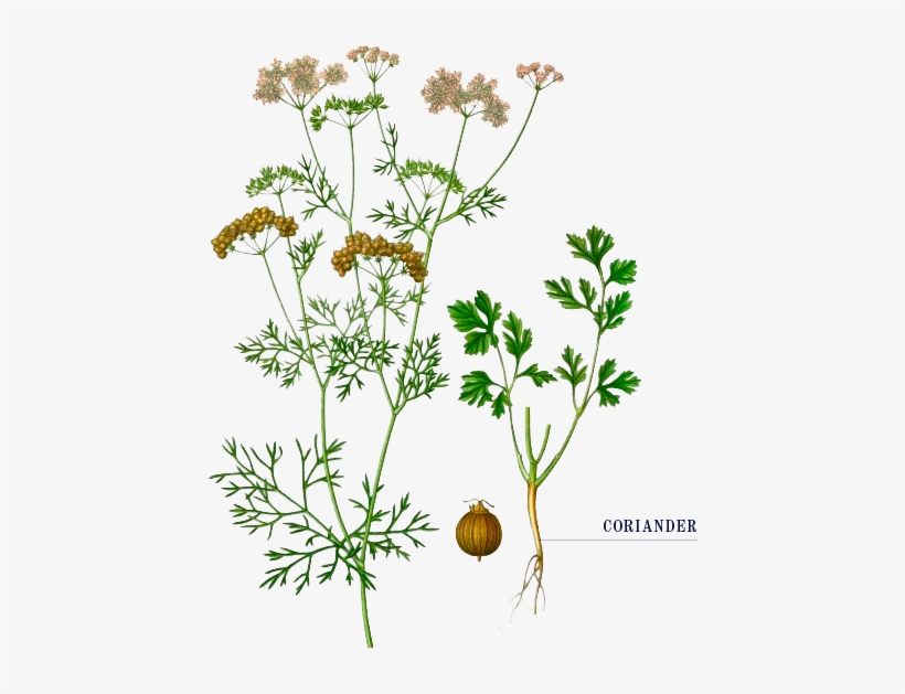 The Tom Thumb Distiller - Coriander Botanical Illustration, transparent png download