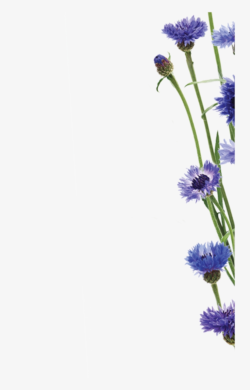Cornglower Edito Upper Right - Facial Care, transparent png download