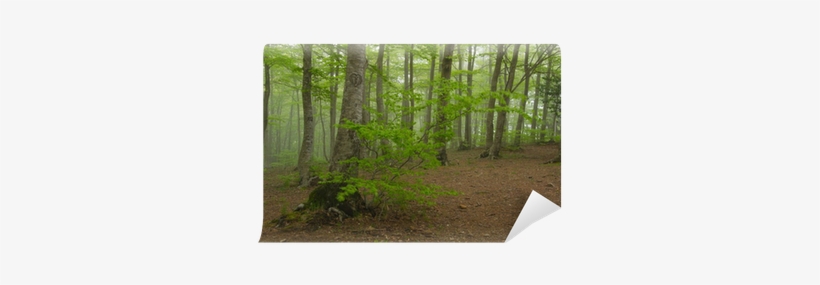 Dibujo De Corazón En Árbol En Bosque Con Niebla - Drawing, transparent png download