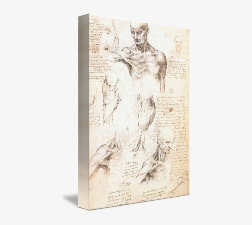 Banner Library Download Anatomical Drawing Modern - Anatomical Studies Of A Male Shoulder, transparent png download