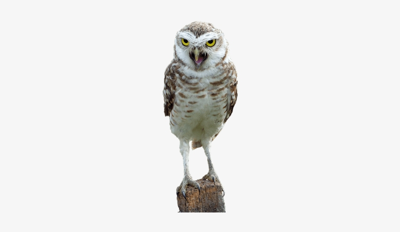 Owl On Wood - Cafepress Fascinating Owl, Rainbow 5'x7'area Rug, transparent png download