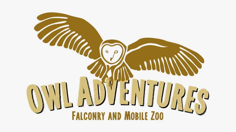 Frequently Asked Questions - Owl, transparent png download