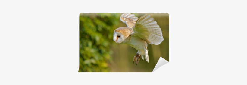 Barn Owl, transparent png download