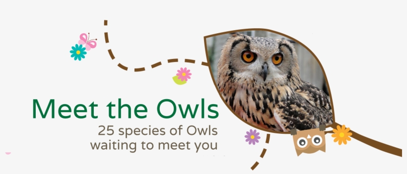 Meet The Owls At The Secret Owl Garden Watch The Owls - Secret Owl Garden Picton Castle, transparent png download