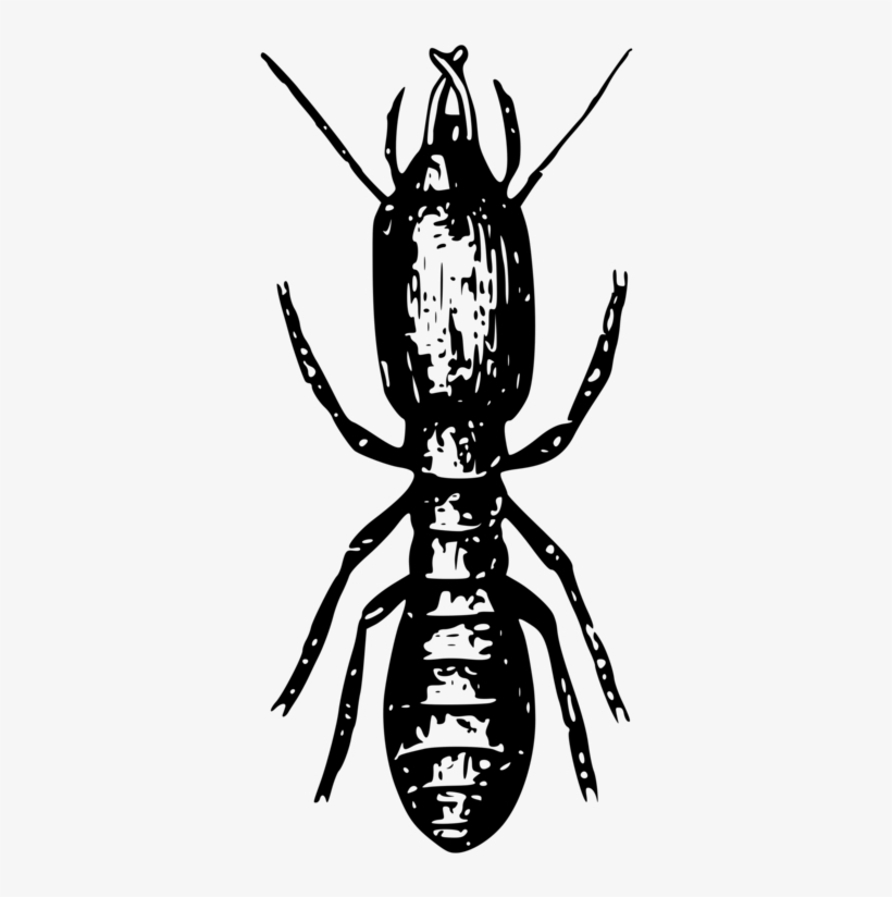 Fly Insect Termite Owl - Clip Art, transparent png download