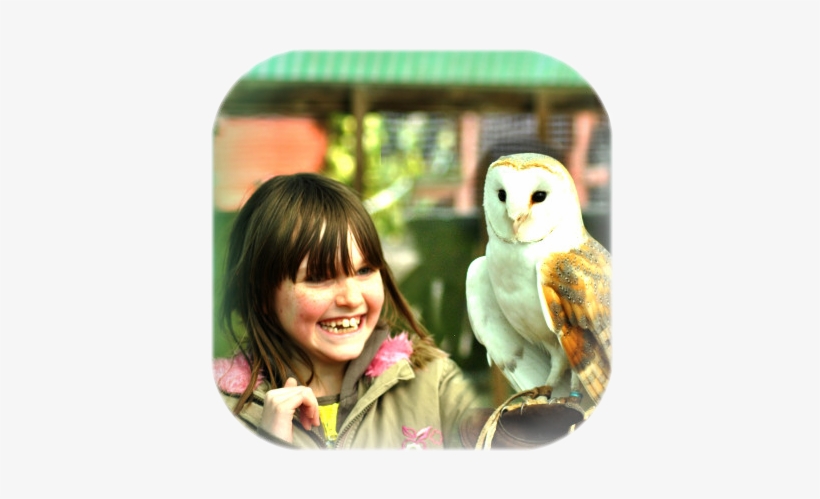 A Great Interactive Taster Session For Younger Owl - Barn Owl, transparent png download