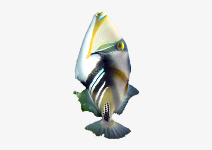 Triggerfish - Carolina Hardware And Decor Picasso Triggerfish 1.5", transparent png download