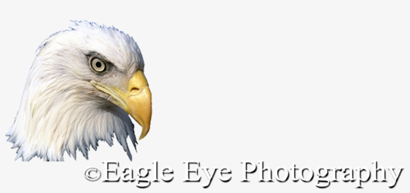 Eagle-eye - Eagle 11a Shower Curtain, transparent png download