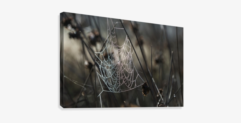 A Spider's Web Collects Dew On A Summer Morning - Posterazzi A Spiders Web Collects Dew On A Summer Morning, transparent png download