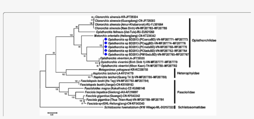 Phylogenetic Tree For Opisthorchis Sp - Opisthorchiidae, transparent png download