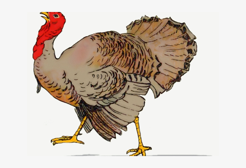 Turkey Cartoon Images Free - Like Turkey Voting For Christmas, transparent png download