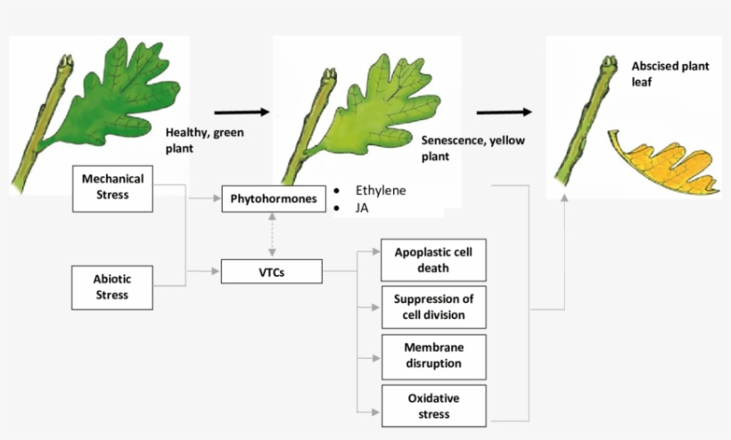 Proposed Pathways For Vtcs-induced Senescence And Abscission - Abscission, transparent png download