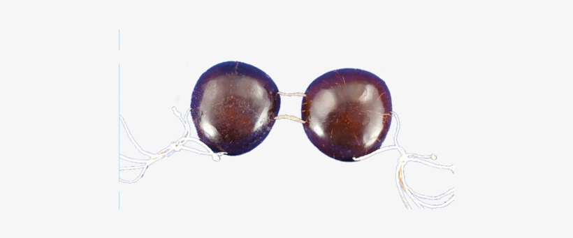 Coconut Bikini Top - Tropical Sun Imports Llc 832008 Coconut Bikini Top, transparent png download