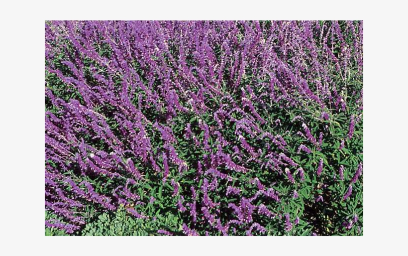Mexican Bush Sage, transparent png download