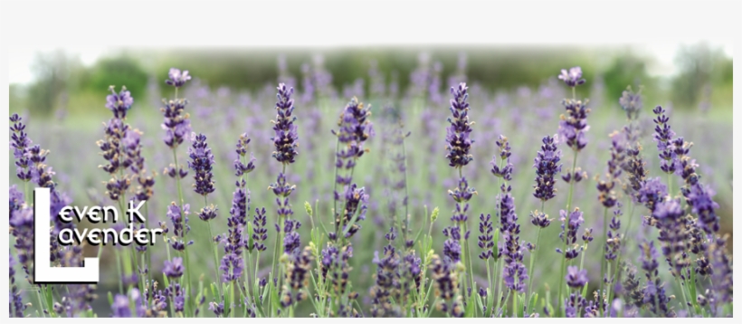 If Nothing Else The Enjoyment From Growing Such A Beautiful - English Lavender, transparent png download