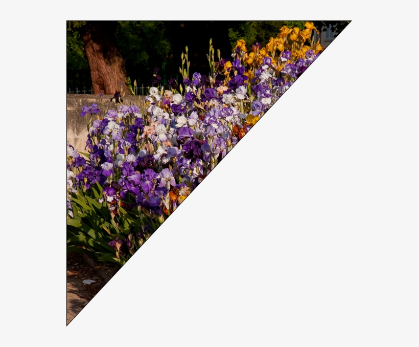 Viola, transparent png download