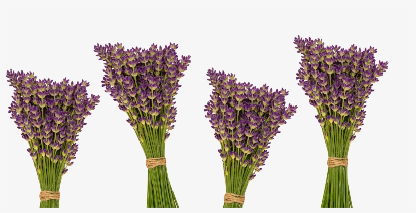 Lavender - Essential Oil, transparent png download