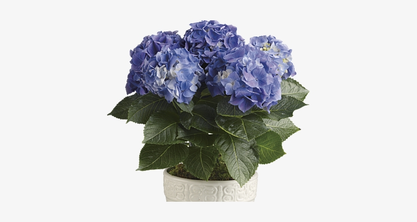 20180509g Www - Teleflora - Com - Blue Hydrangea Potted Plant, transparent png download