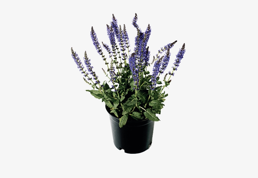 Salvia 'may Night' - Salvia Planta Png, transparent png download