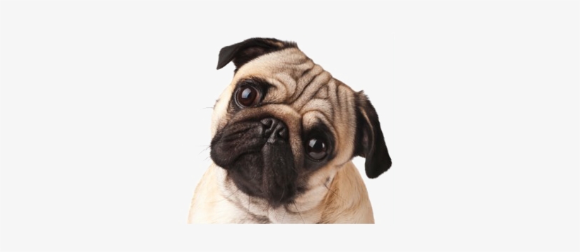 Thug Life Pug Free Png Image - Curious Pug Mousepad, transparent png download