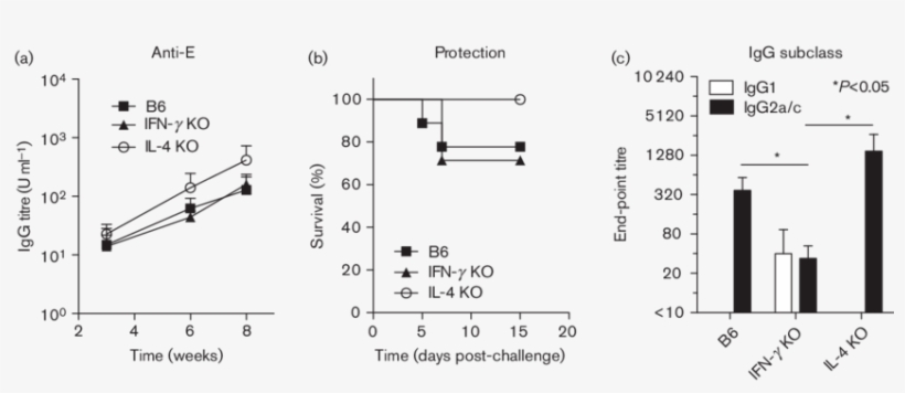 Protection And The Igg2a/c Response In Ifn-c Ko Mice - Number, transparent png download