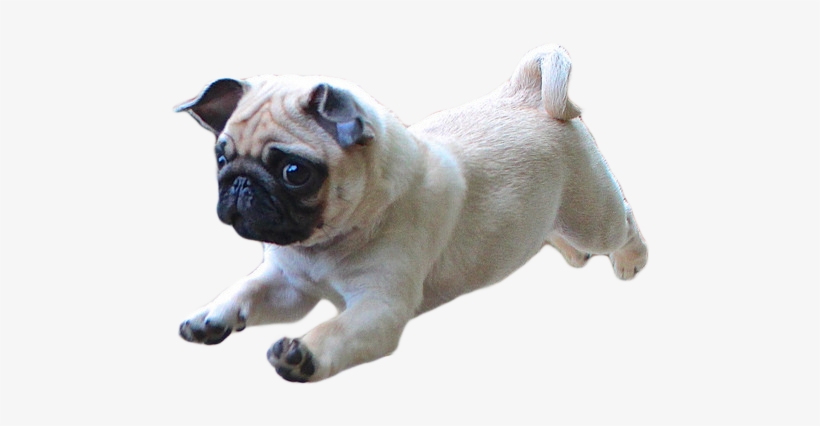 Thug Life Pug Png Photo - Pugicorn Cartoon, transparent png download