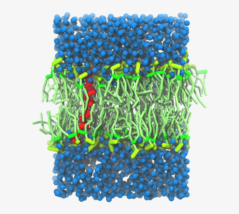 C Kalp-cg Final - Protein, transparent png download