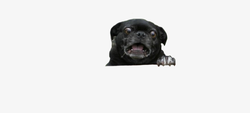 Animalpsbattle - - Pug, transparent png download