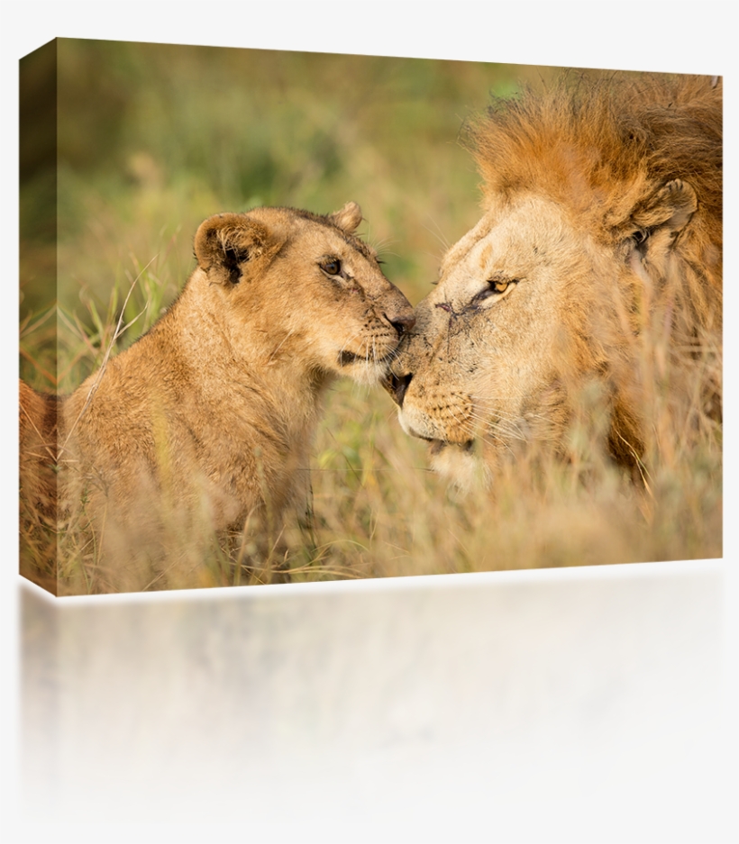 Lion Cub - Serengeti, transparent png download