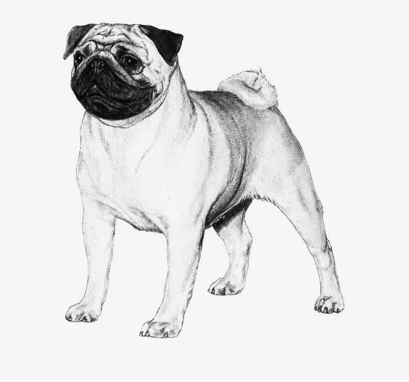 Pug - Pug Akc Standard, transparent png download