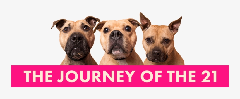 Three Years Ago, Authorities Raided A Compound In Tilbury, - Secrets Of Big Business Innovation By Daniel Taylor, transparent png download