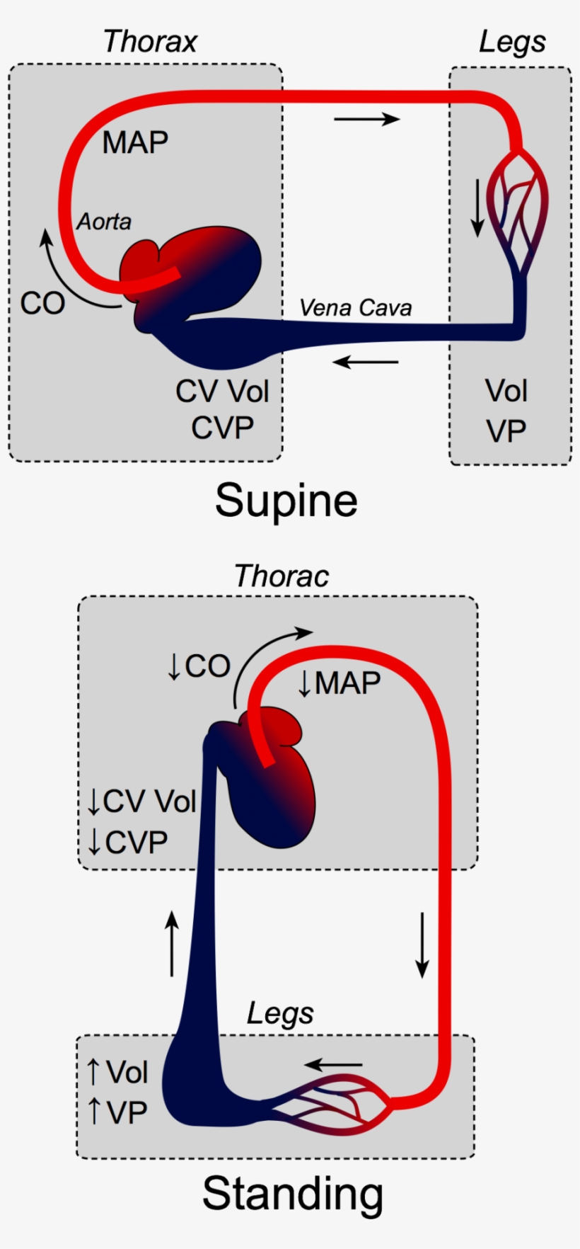 Effects Of Gravity On Venous Return - Gravity Venous Return, transparent png download