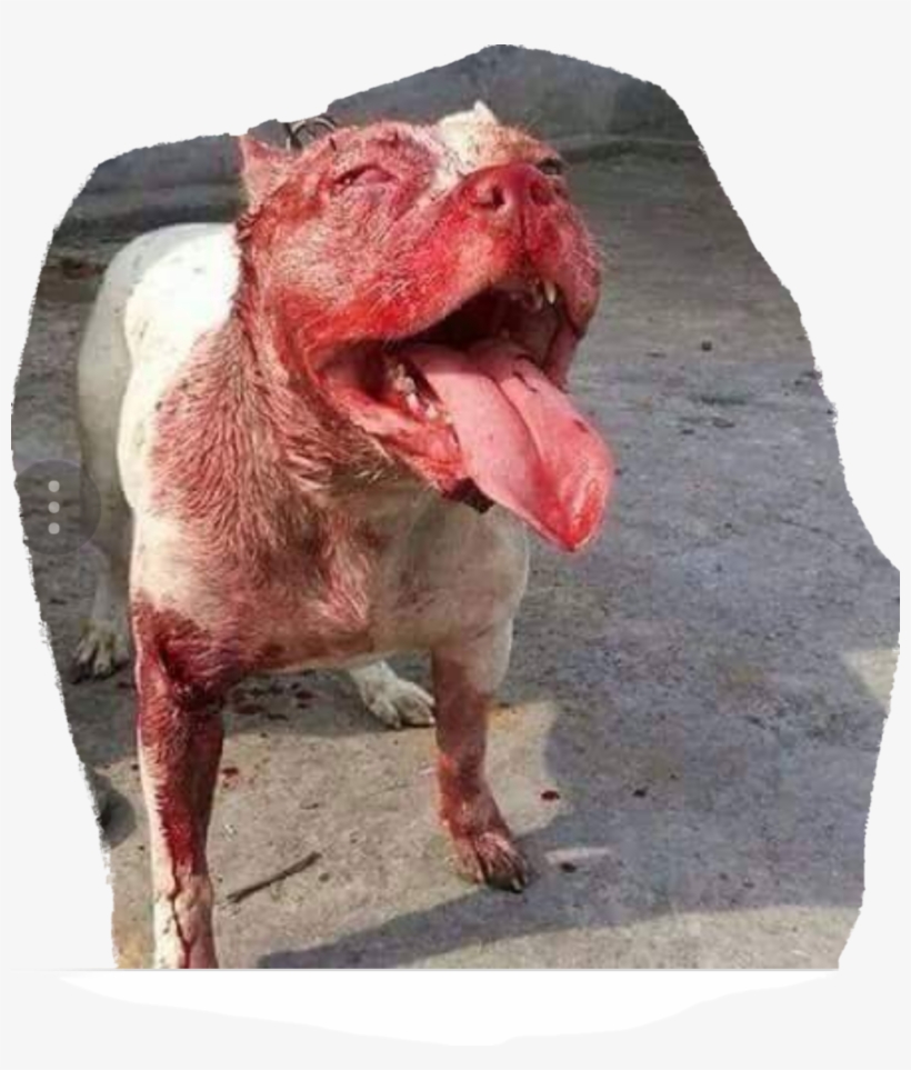 1mib, 1005x1132, 20171225 082534, transparent png download