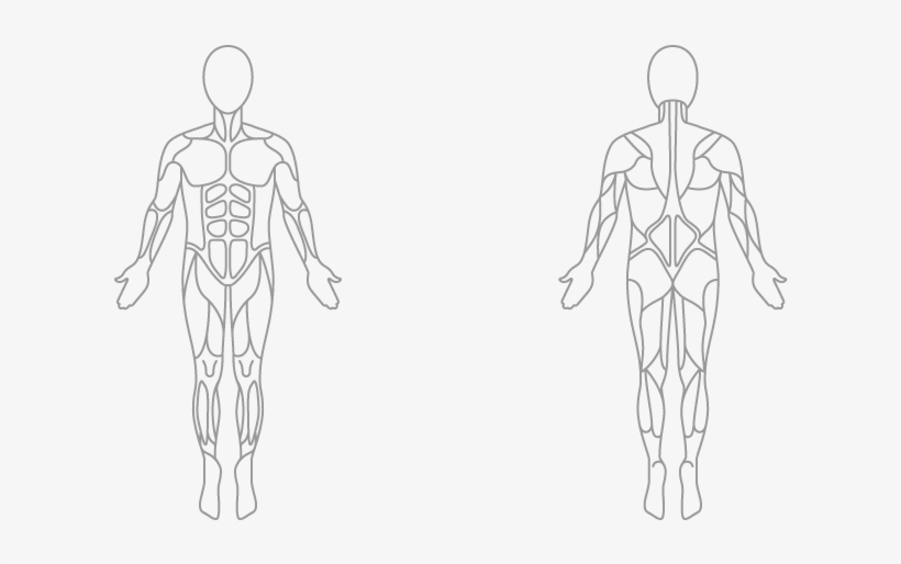 Muscles Worked - Surya Namaskar Muscle Worked, transparent png download