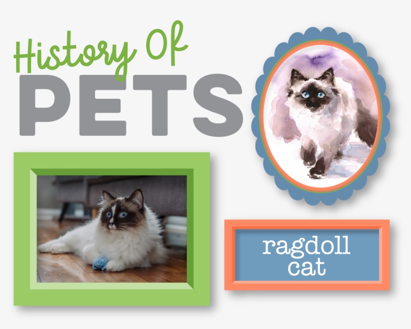 History Of Pets Ragdoll Cat - Pet, transparent png download