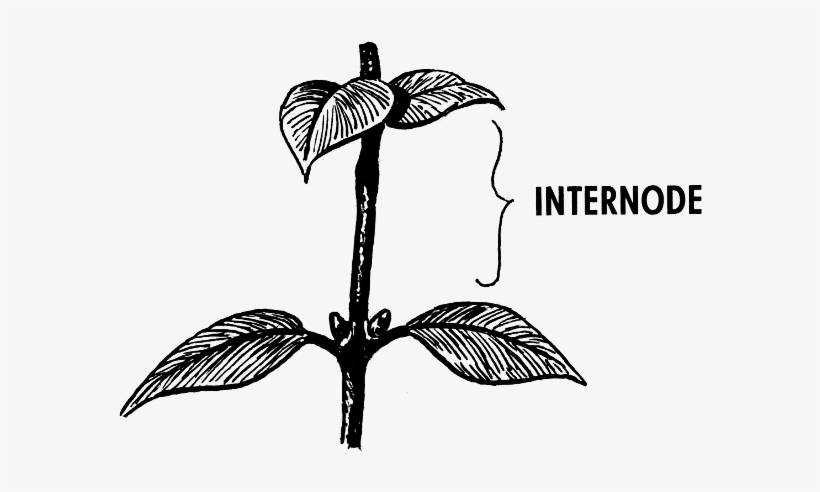 Internode T - Internode In Plants, transparent png download