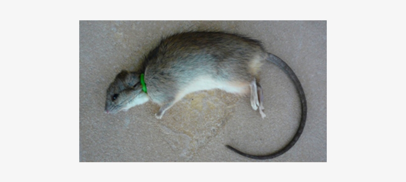 Pictures Of Nooski Rat Trap - Rat Trap, transparent png download