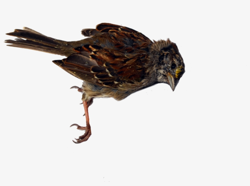 Bird, transparent png download