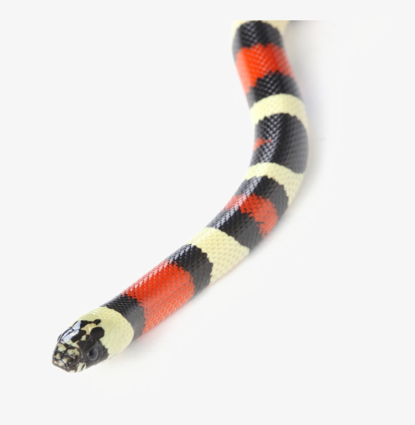 Snake Png Transparent Image - Milk Snake, transparent png download
