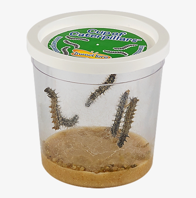 Insect Lore Live Cup Of Caterpillars With Butterfly, transparent png download