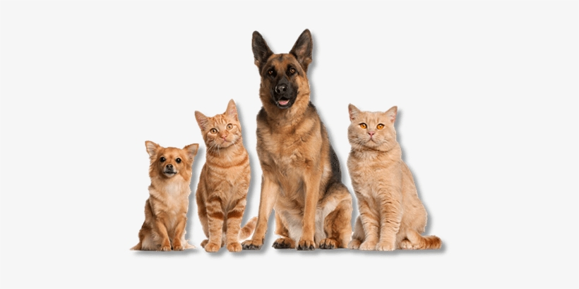 Pet Grooming Santa Rosa Barks About And Purrs Over - Cat And Dog Group, transparent png download
