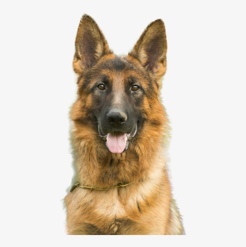 For Dogs, Cats, And Horses - Dogs And Cats, transparent png download