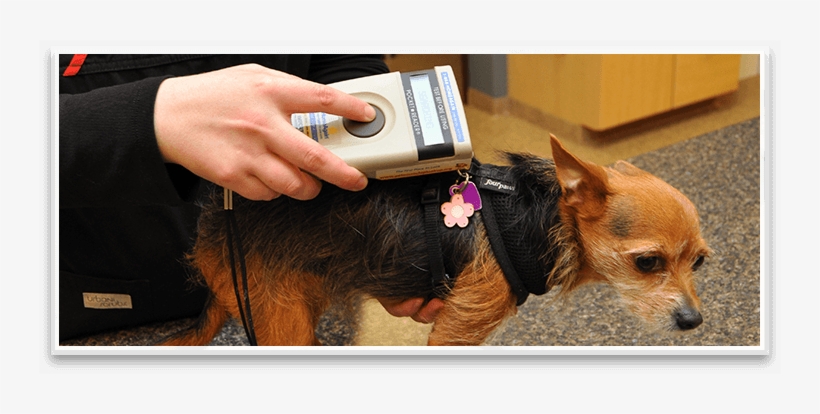 Veterinarian In Northbrook Il - Veterinary Physician, transparent png download