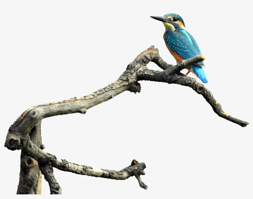 Bird Standing On The Trunk Transparent - Bird, transparent png download