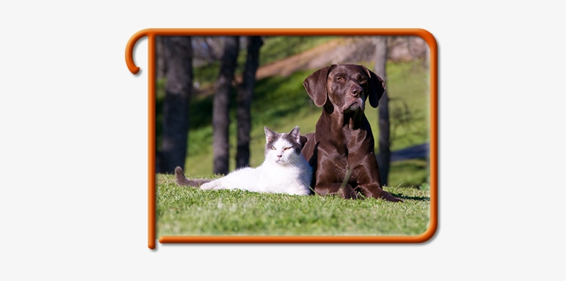 Kirkland Pet Information - Dog And Cat, transparent png download
