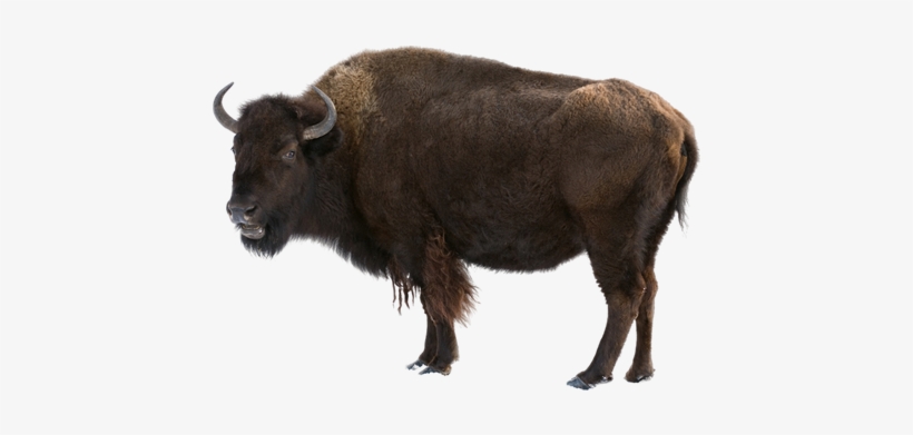 Bisonreallife - Lewis And Clark Bison, transparent png download