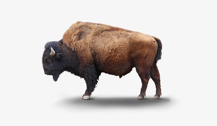 Bison Transparent Background - Transparent Bison Png, transparent png download