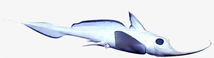 Http - //start - Att - Week/5 Alien Sharks Youve Never - Electric Ray, transparent png download