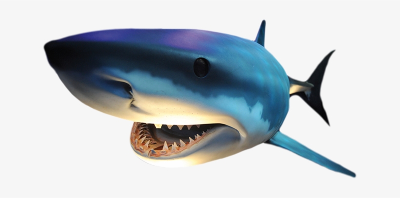 Here We Have Selected The Best Photos - Haai Png, transparent png download