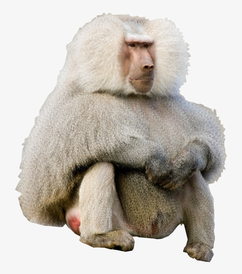 Cutout - Kim Kardashian Baboon, transparent png download